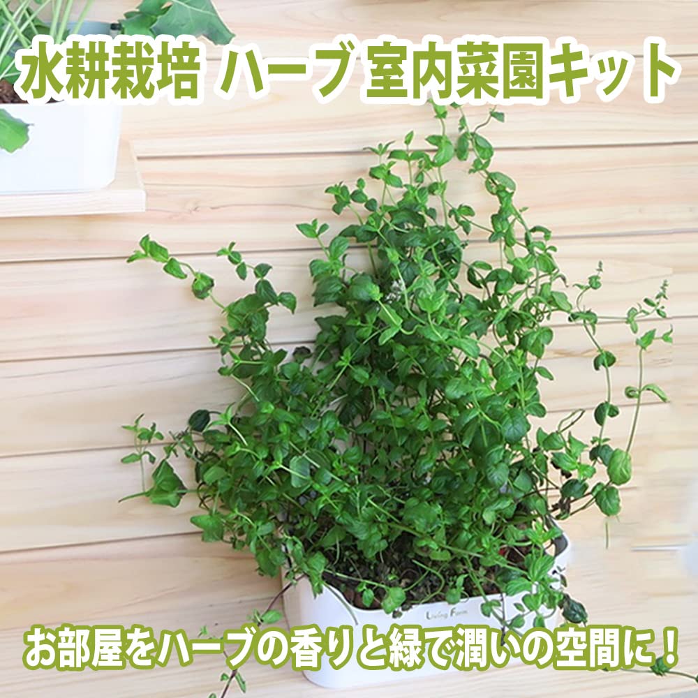 Amazon.co.jp: リビングファーム 水耕栽培 チャーピルとディル 苗作り